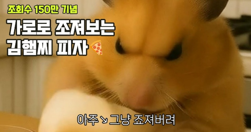 정서불안 햄찌 짤