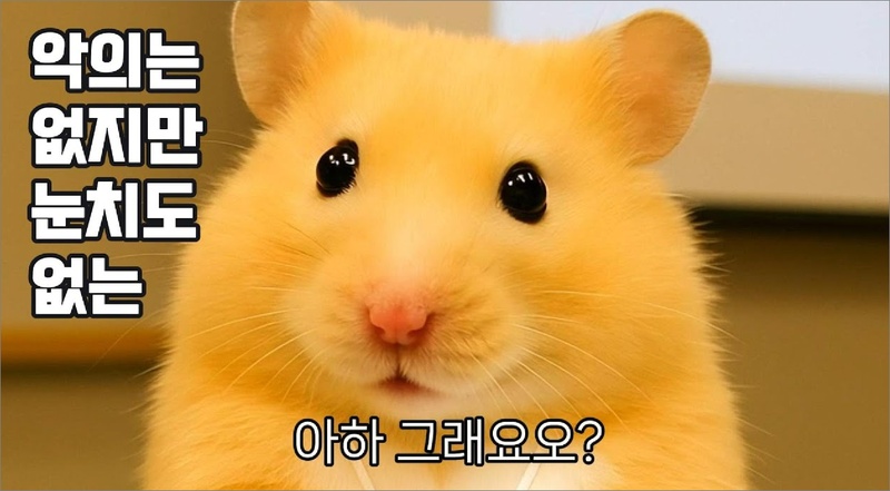 정서불안 김햄찌 인기 이유