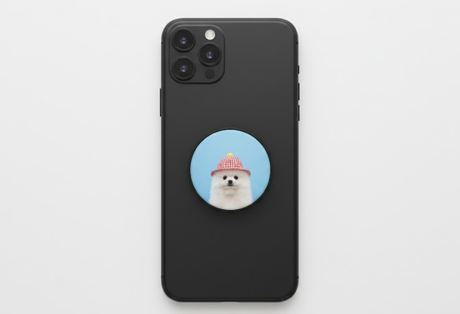 강아지 증명사진 상황